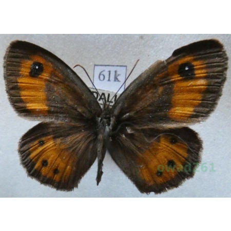 Pyronia bathseba (Fabricius, 1793) male Spain61k